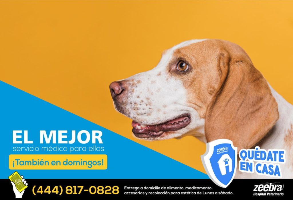 Veterinaria en domingo en San Luis Potosí